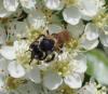 Andrena sp.